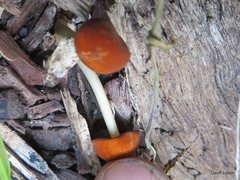 Agaricales