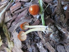 Agaricales