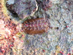 Acanthochitona hemphilli
