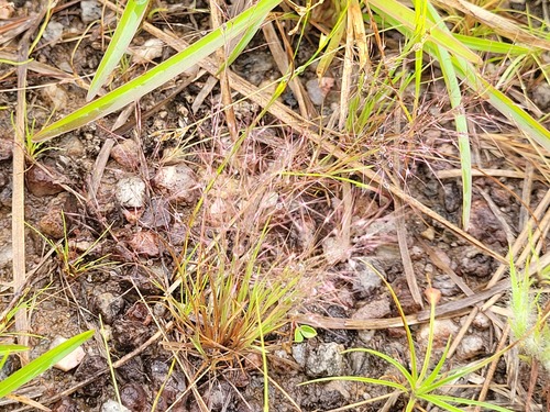 Aristida capillacea