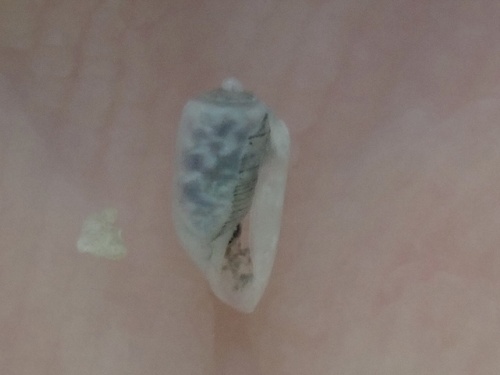 Acteocina candei, 2024-07-15