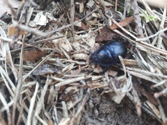 Geotrupes stercorarius