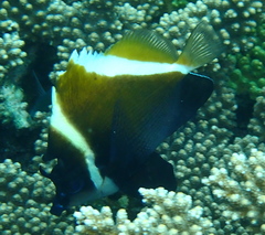 Heniochus varius