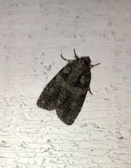 Acronicta increta