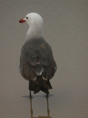 Larus heermanni