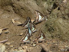 Graphium eurypylus lycaon