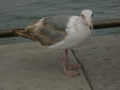 Larus occidentalis