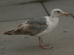 Larus occidentalis