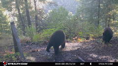 Ursus americanus machetes