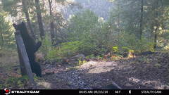 Ursus americanus machetes