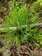 Dichanthelium implicatum