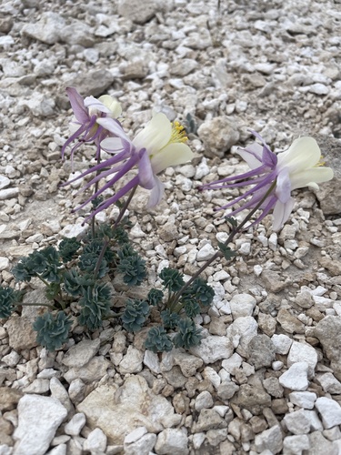 Image of Aquilegia scopulorum by (c) crothfels, some rights reserved (CC BY)