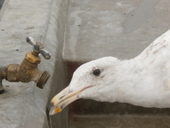 Larus occidentalis