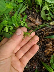 Dichanthelium implicatum