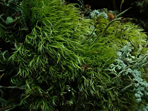 Paraleucobryum enerve observed 2024-06-19
