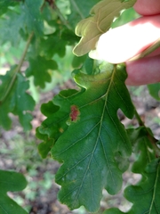 Macrodiplosis pustularis