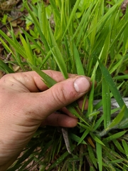 Dichanthelium implicatum