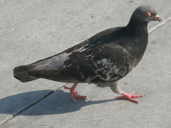 Columba livia