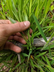 Dichanthelium implicatum