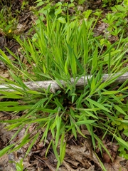 Dichanthelium implicatum