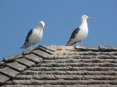 Larus occidentalis