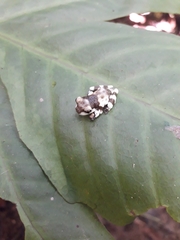 Trachycephalus cunauaru