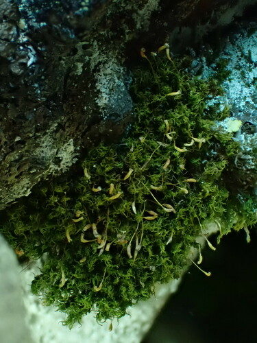 Cynodontium strumiferum observed 2024-06-19