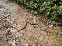 Lampropeltis micropholis
