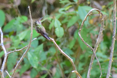 Lampornis amethystinus