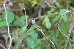 Lampornis amethystinus