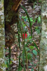 Heliocereus speciosus
