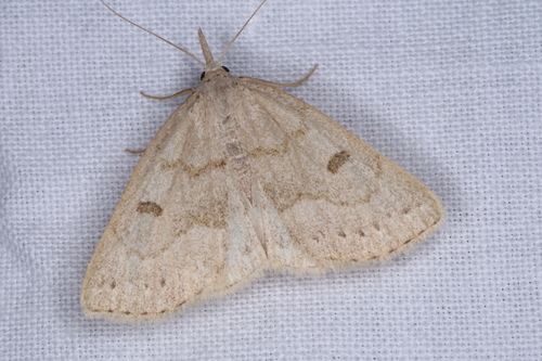 Chytolita morbidalis