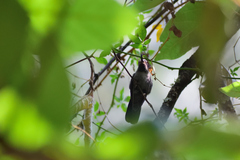 Lampornis amethystinus