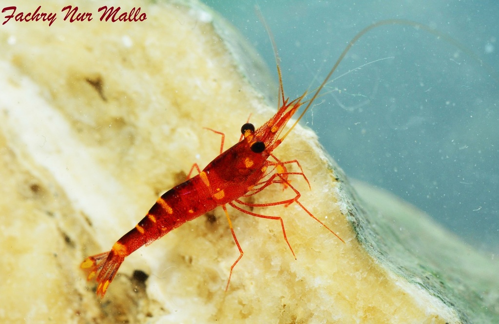Crevette Yellow Nose de Sulawesi (Caridina spinata)