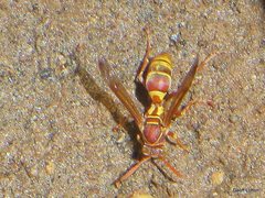 Polistes stigma townsvillensis
