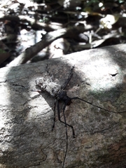 Macropophora trochlearis
