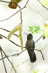 Lampornis amethystinus