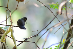 Lampornis amethystinus