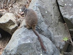 Unadorned Rock Wallaby photo 3