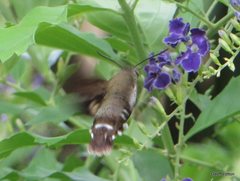 Macroglossum micacea