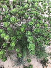 Pelargonium cucullatum strigifolium