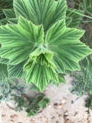 Pelargonium cucullatum strigifolium