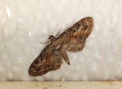 Eupithecia anticaria