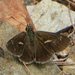 Dusky Grass-Skipper - Photo (c) geofflot, some rights reserved (CC BY-NC-SA)