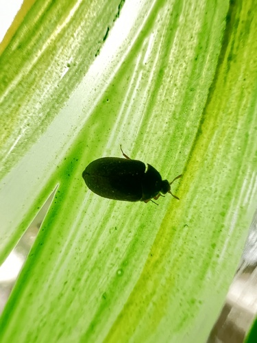 Attagenus brunneus photo 4