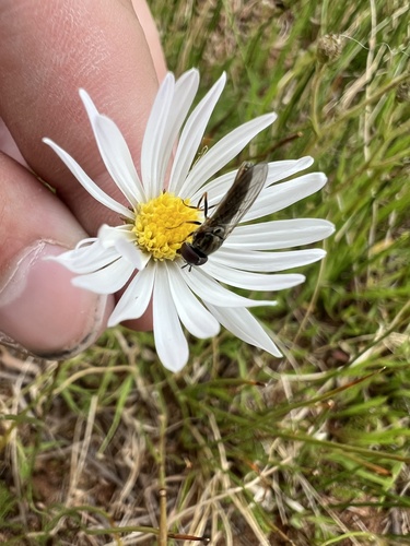 Image of Almutaster pauciflorus by (c) Jared Shorma, some rights reserved (CC BY)