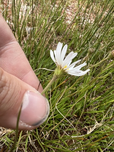 Image of Almutaster pauciflorus by (c) Jared Shorma, some rights reserved (CC BY)