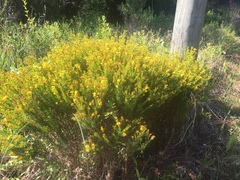 Hypericum galioides