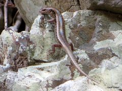 Concinnia brachysoma