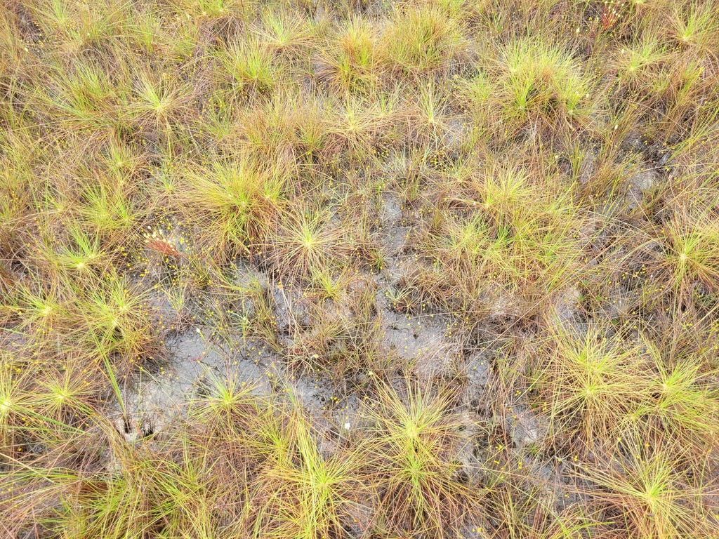 Utricularia adpressa Salzm. ex A.St.-Hil. & Girard